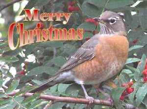 A Robins Christmas