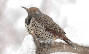 Northern Flicker