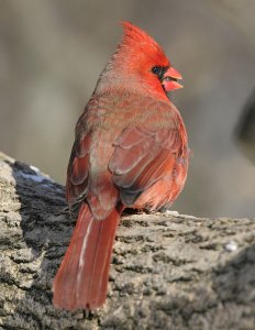 Cardinal