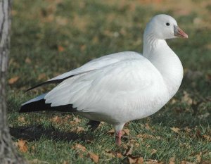 Ross's Goose