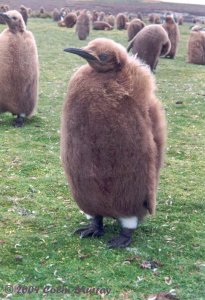 King Penguin Chick