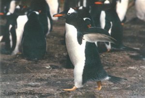 Gentoo Penguin