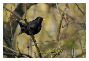 Sunny Blackbird