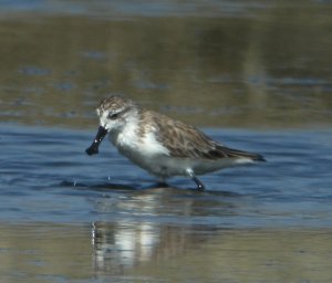 Spoon-billed Sandpiper