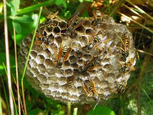 paper wasp & nest