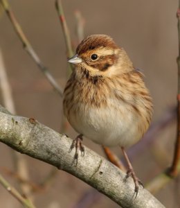 Female Reed Bunting