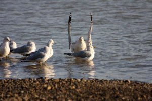 Ring billed gulls