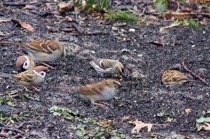 Common Redpoll & Eurasian tree sparrow