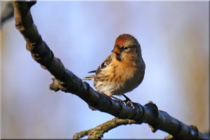 Curious Redpoll