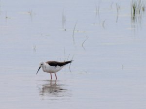 Black winged stilt