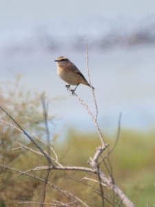 Whinchat