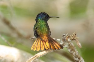 Golden-tailed Sapphire