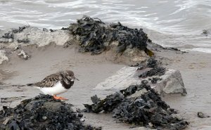 Turnstone and the seaweed -again