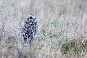 Short-eared Owl