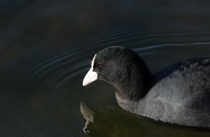 Coot -close up