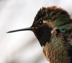 Anna's Hummingbird