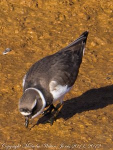 Spectacled Ringed Plover