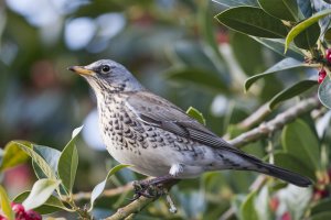 Fieldfare