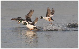 Goldeneye take off 2