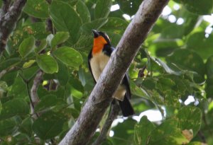 Orange-throated Tanager for Opus