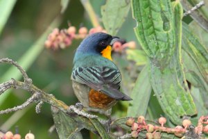 Yellow-throated Tanager for Opus