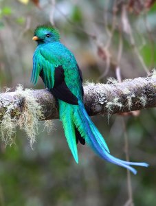 Resplendent Quetzal