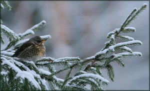 Fieldfare