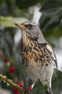 Fieldfare