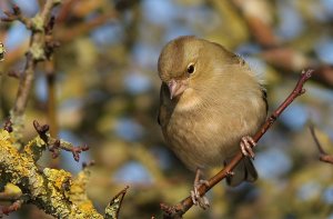 Female Chaffinch