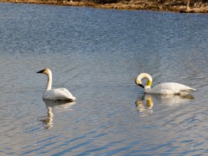 Trumpeter Swans