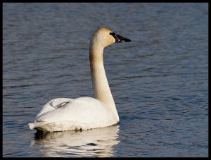 Trumpeter Swan