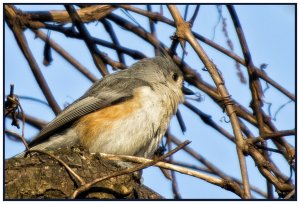 Tufted Titmouse