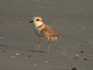 White-faced Plover