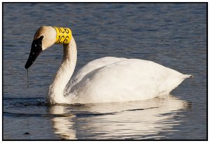 Trumpeter Swan 1C6