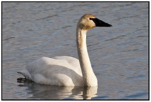 Trumpeter Swan (female?)