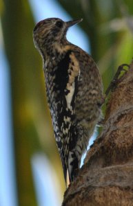 Yellow-bellied Sapsucker