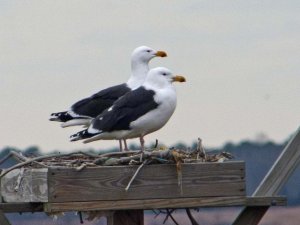 Great Black - Backed Gulls