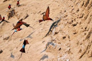 Southern Carmine Bee-eaters attacking monitor lizard
