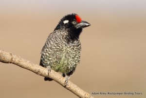 Banded Barbet