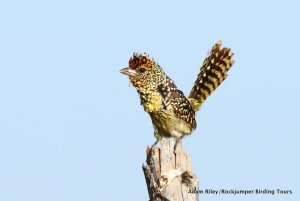 D'Arnaud's Barbet