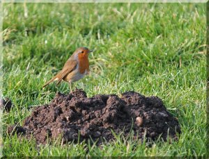 Mountain out of a Molehill