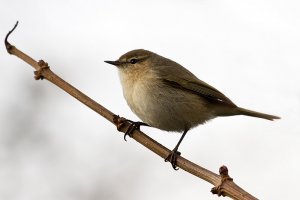 Siberian Chiffchaff