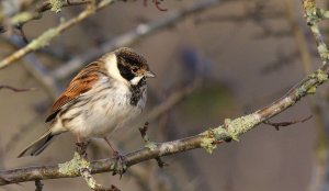 Male Reed Bunting