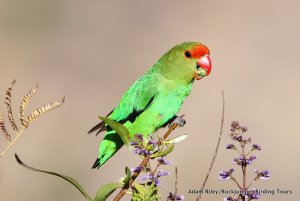 Black-winged Lovebird