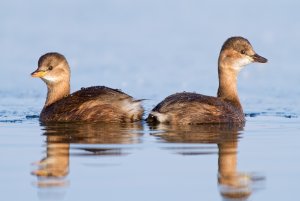 Little Grebe