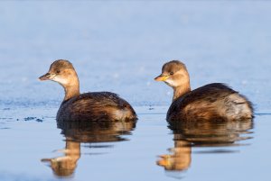 Little Grebe