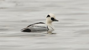 Smew