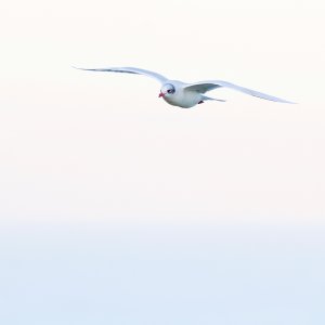 Mediterranean Gull