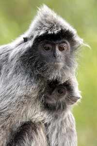 Silvered Langur