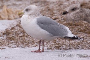 Thayer's Gull - Waterloo, ON.